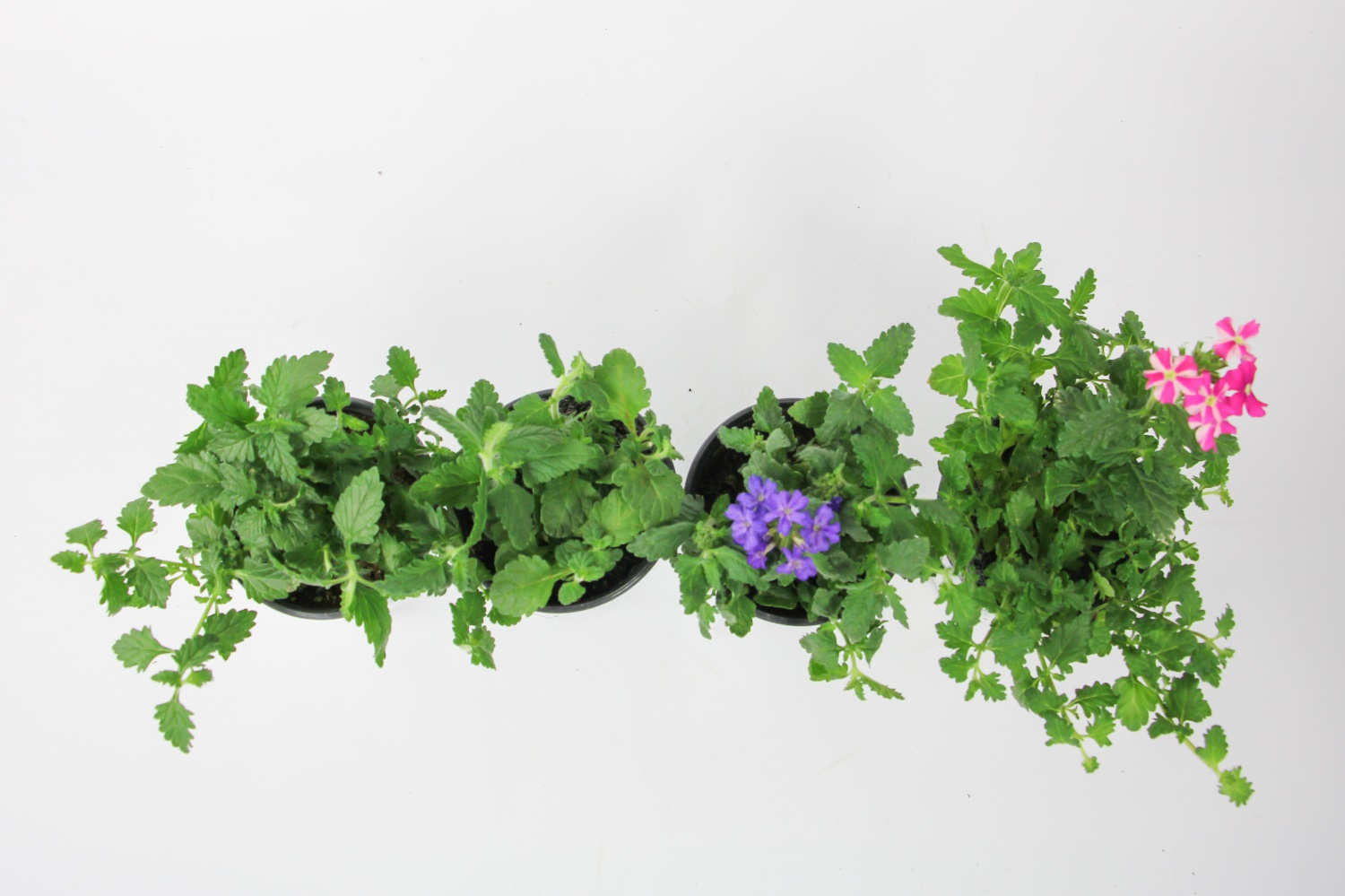 美女樱的家庭养护要点