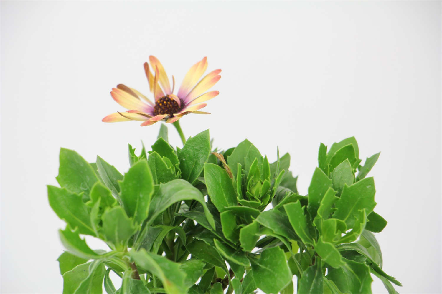 蓝目菊如何过冬