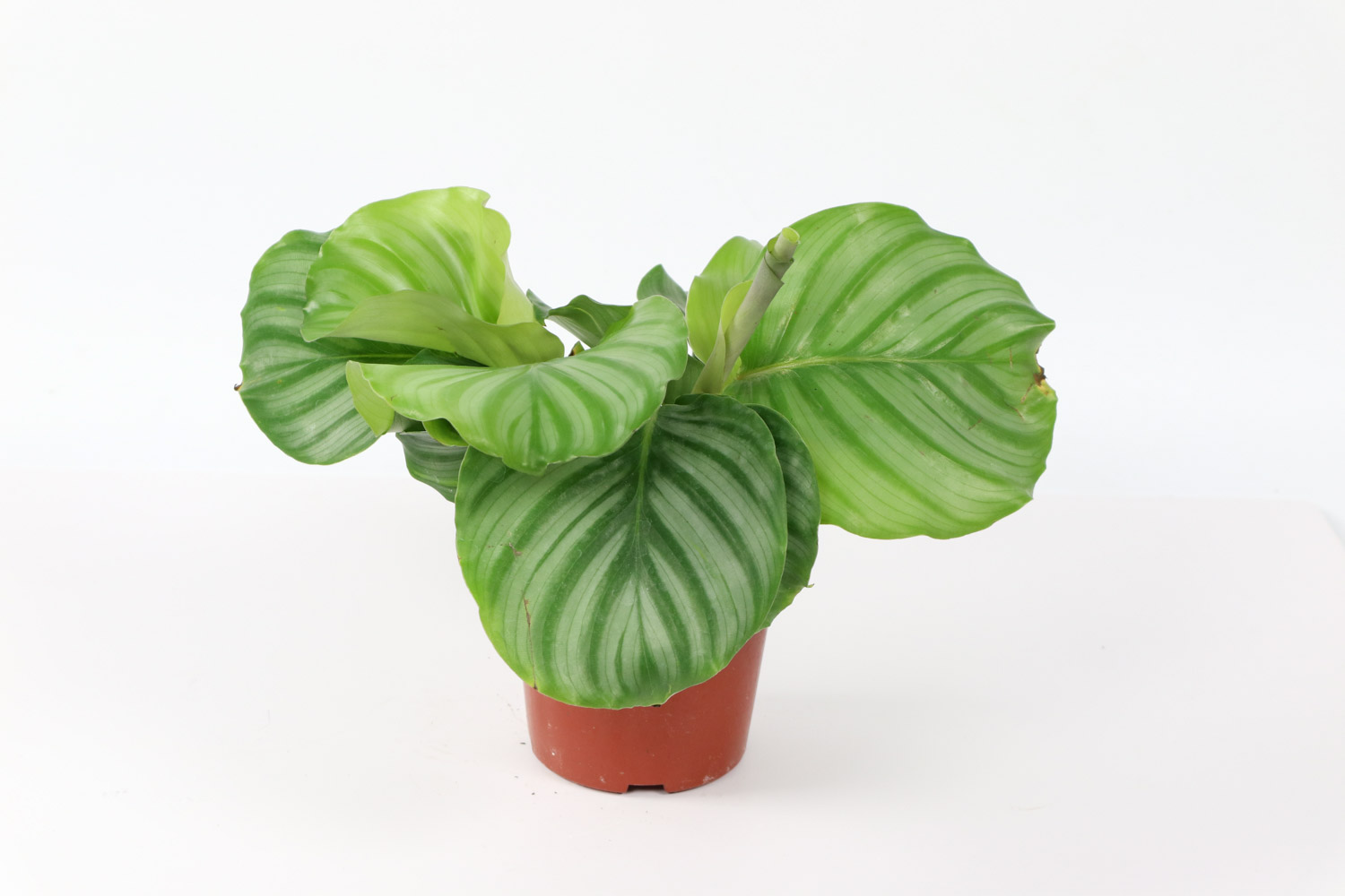 圆叶竹芋的养殖方法