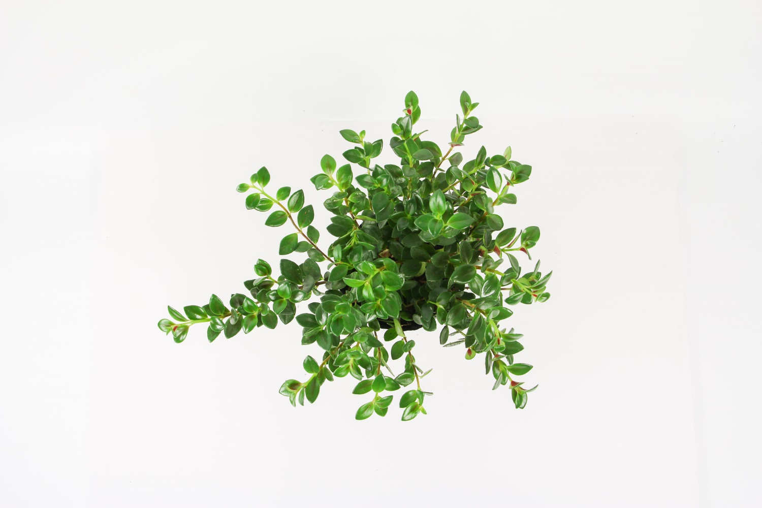 金鱼吊兰冬天会死吗