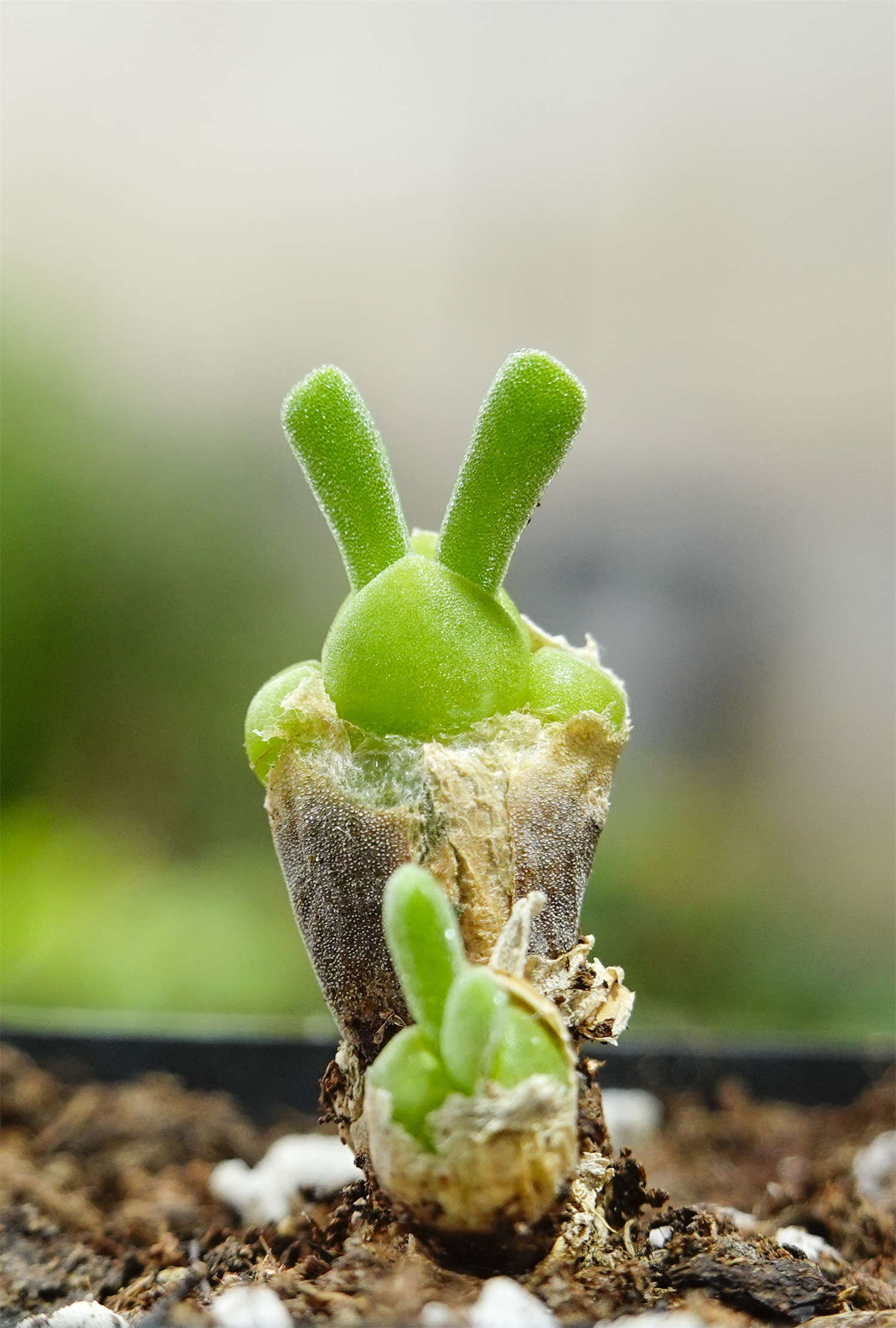 碧光环会开花吗