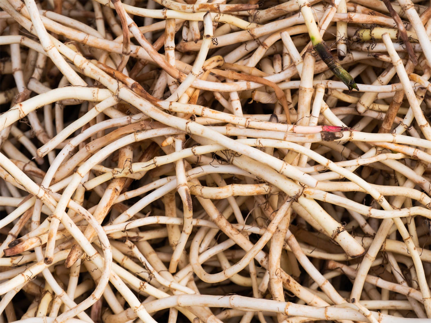 鱼腥草的几个别名，鱼腥草有几个品种