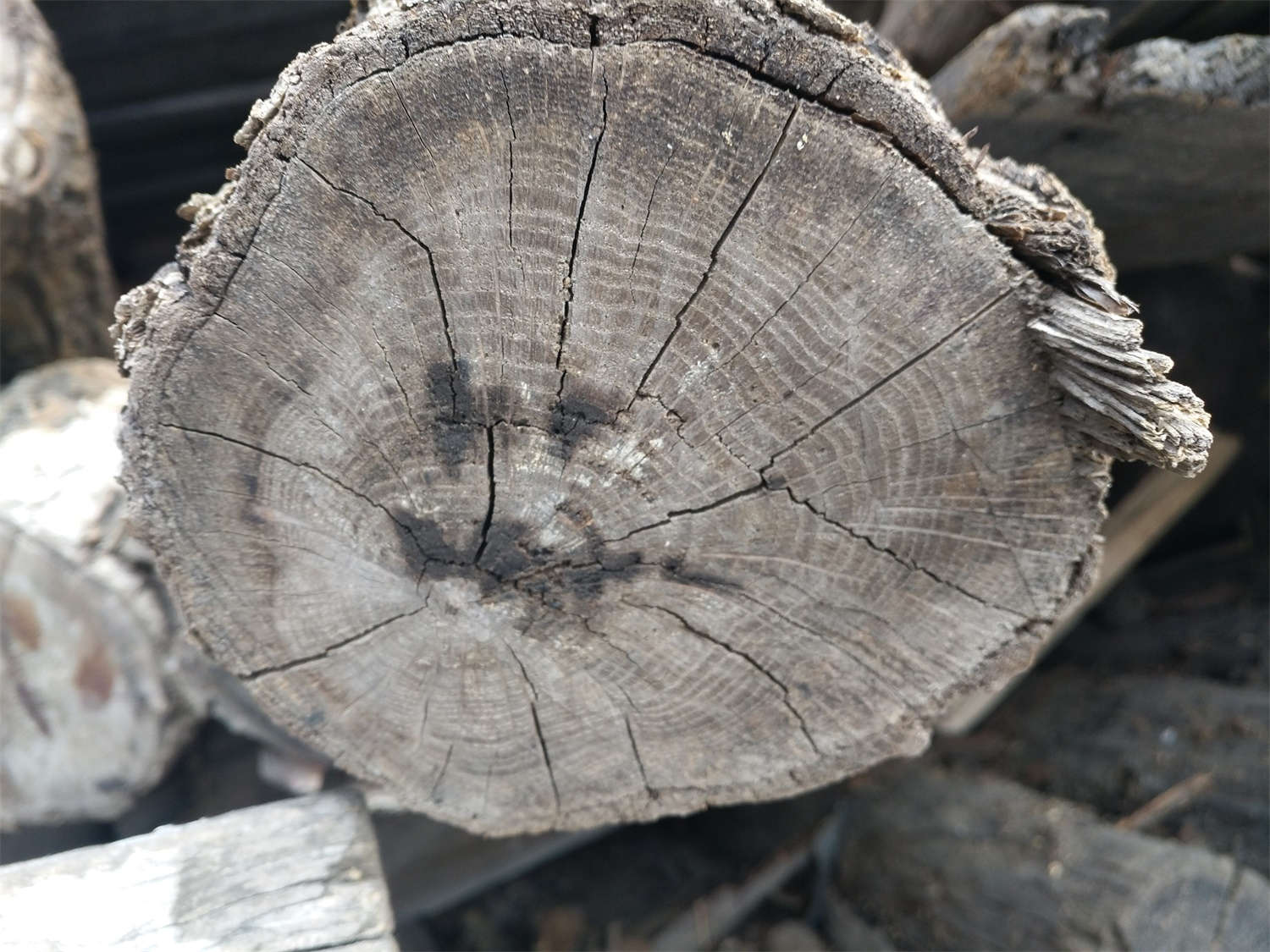 大树的年轮较密的向什么面，年轮能告诉我们什么