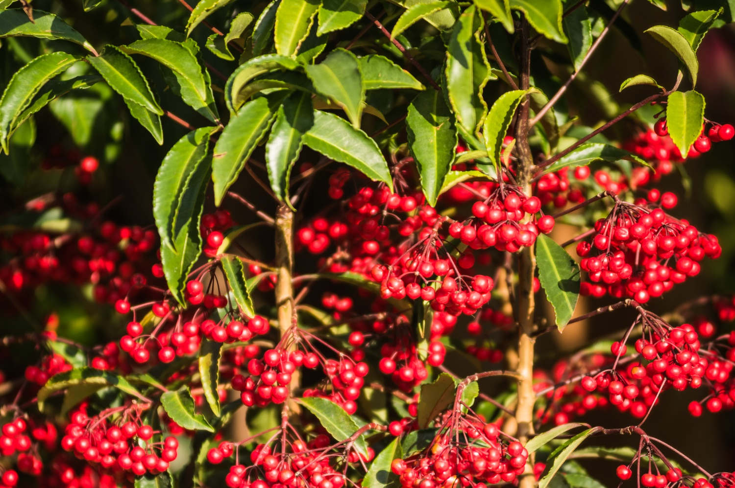 朱砂根（富贵籽）的四季养护方法