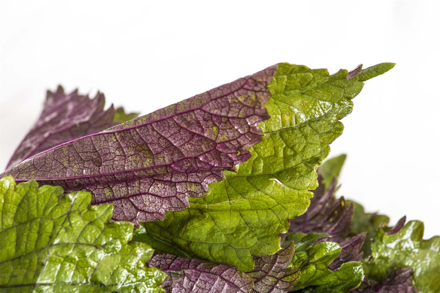 紫苏开花后怎么收集种子