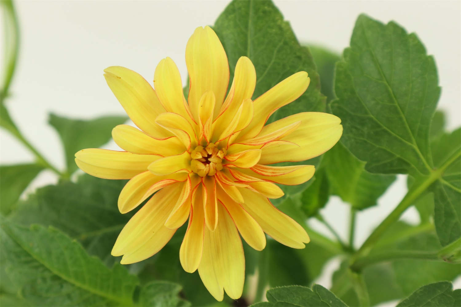 咸阳适合养什么花，市花和市树是什么