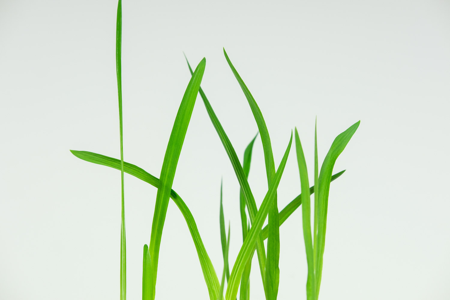 香雪兰的花语和寓意，有什么传说故事