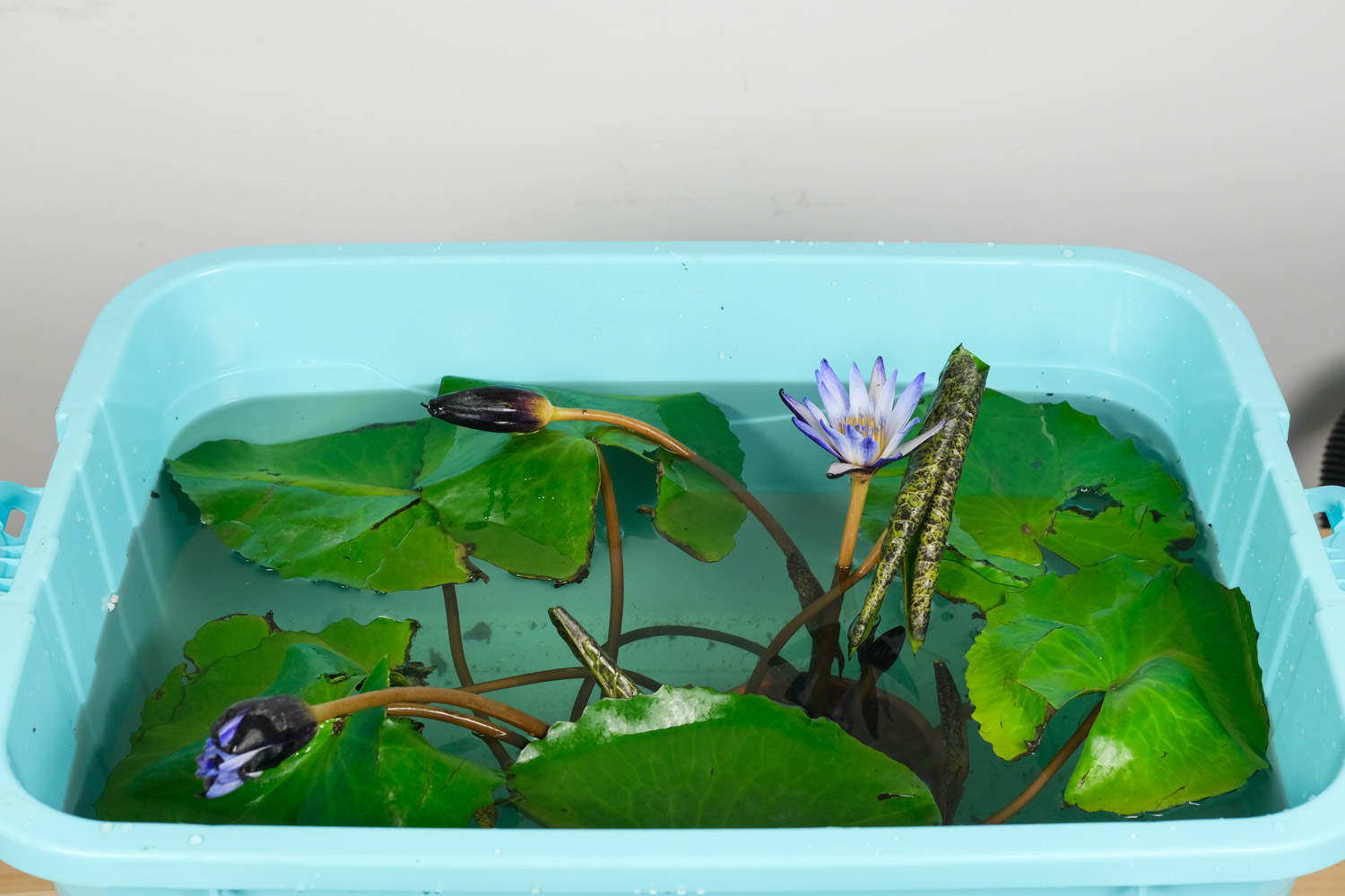 睡莲真的会睡觉吗