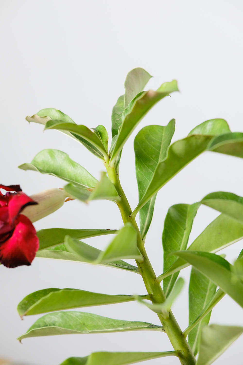 沙漠玫瑰修剪造型方法