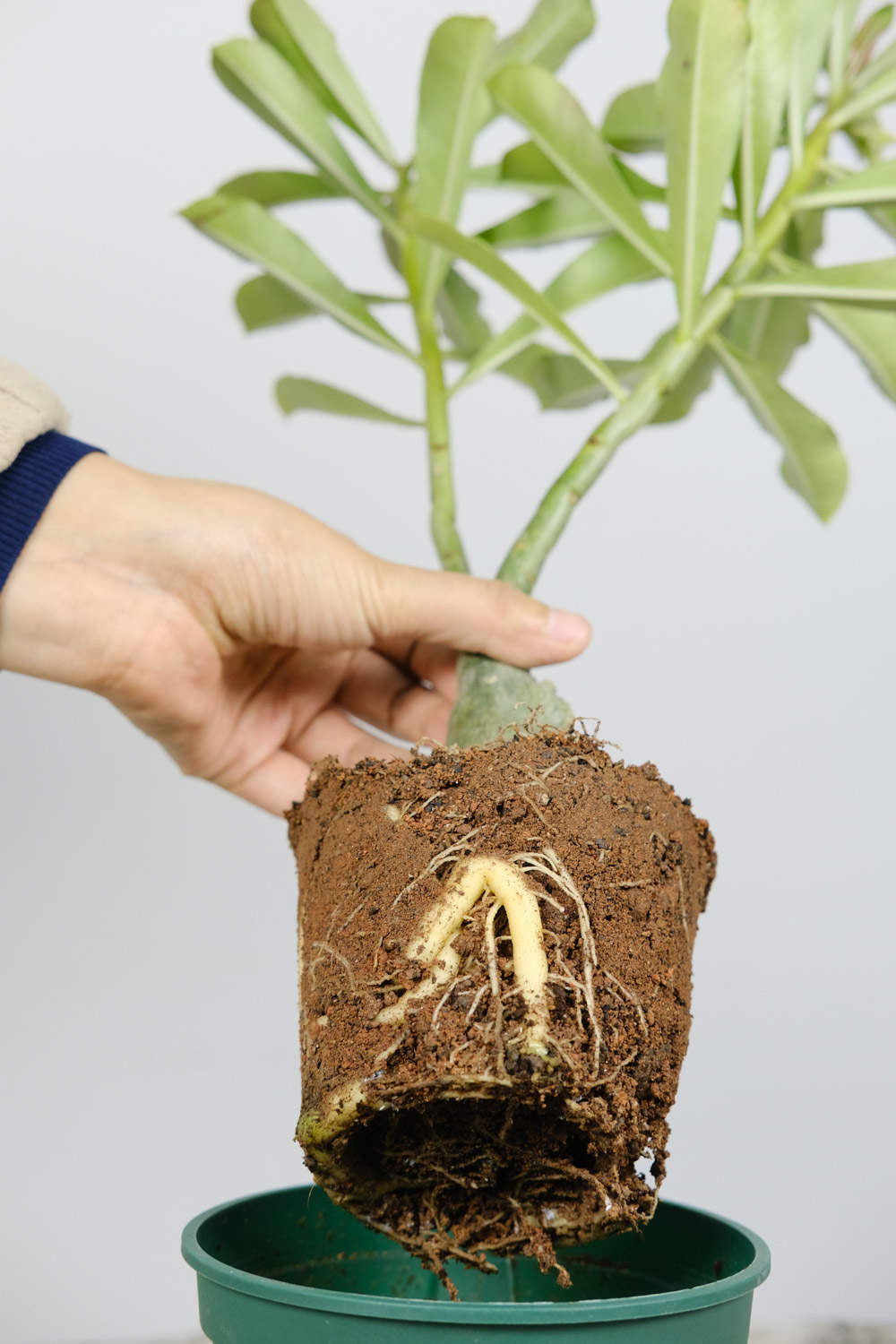 沙漠玫瑰 沙漠玫瑰