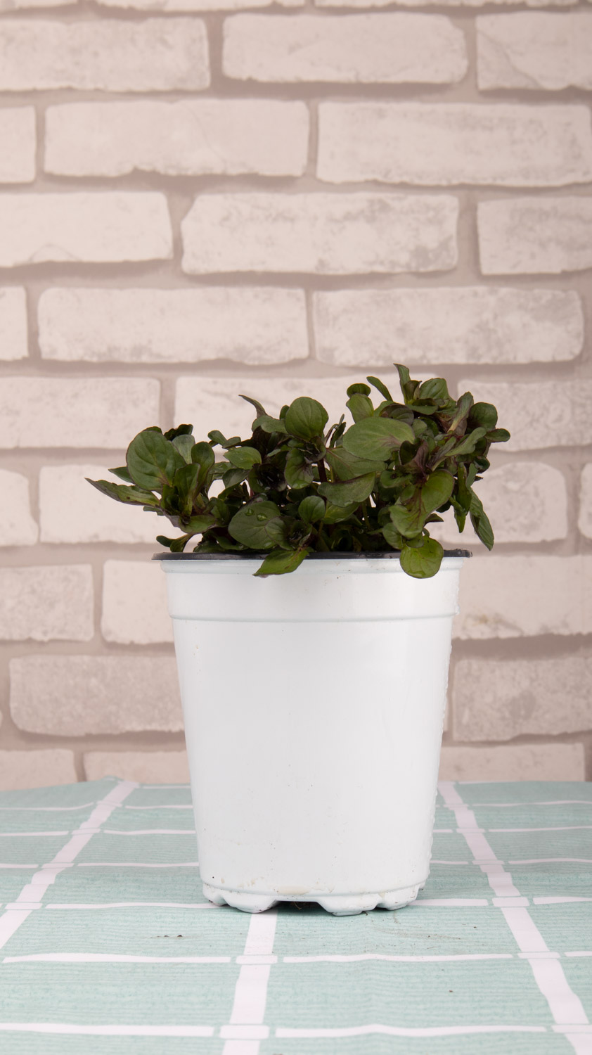 薄荷的分株和播种