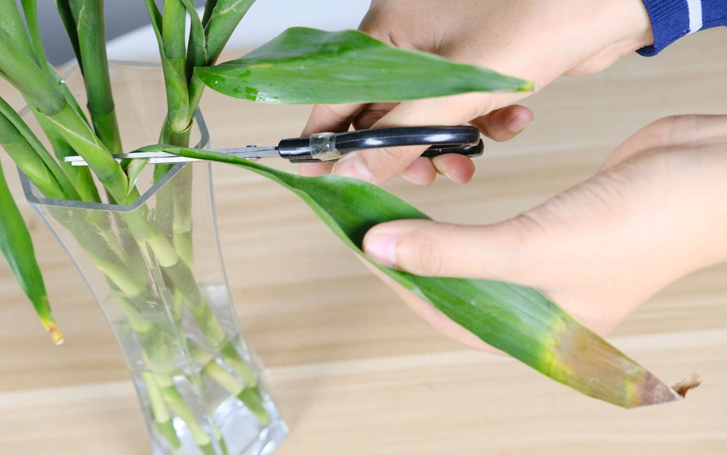 富贵竹水培怎么改土培