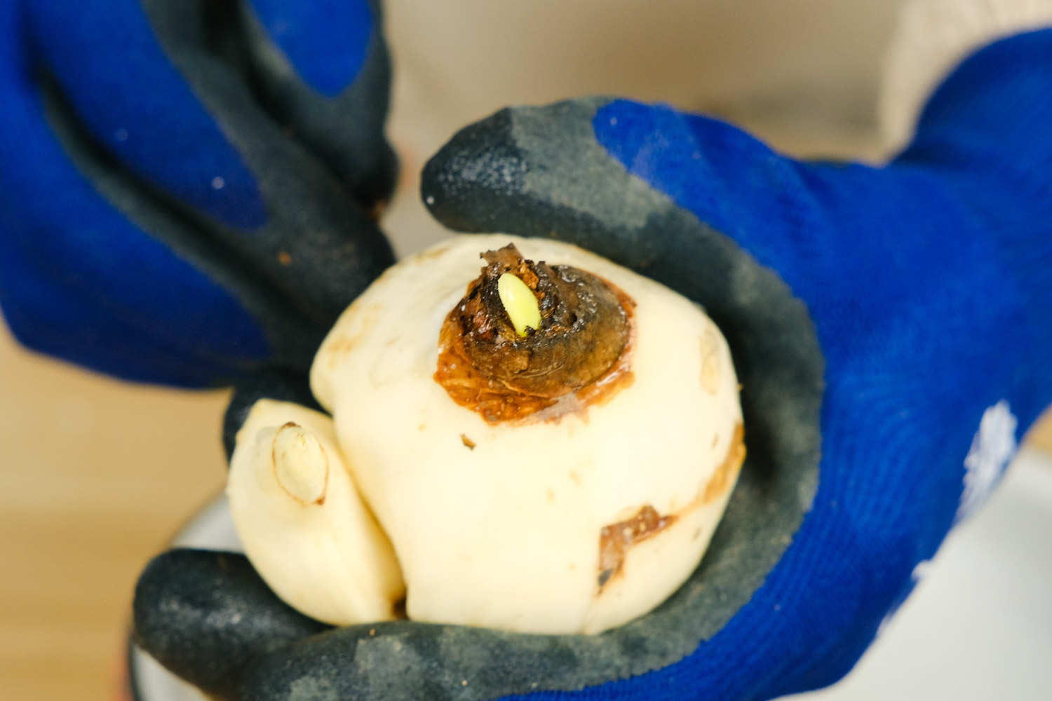 水仙花叶子怎么修剪