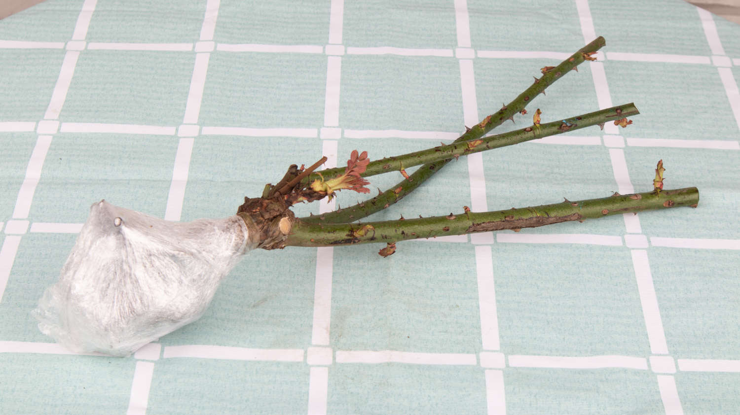 薄荷上盆的时候要选择深盆还是浅盆