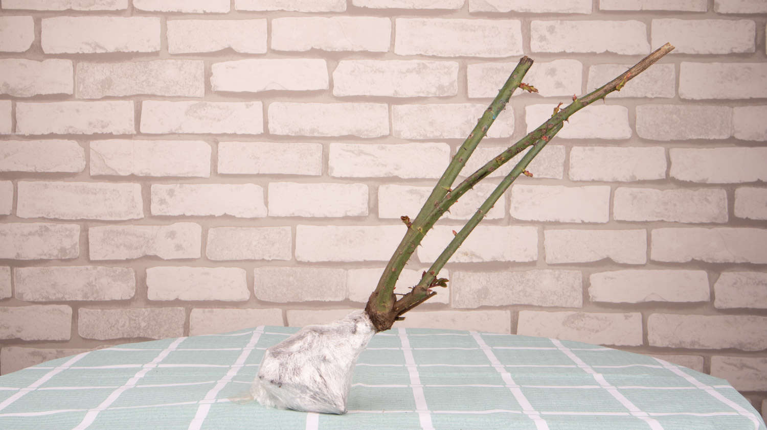 薄荷怎么养才长得好