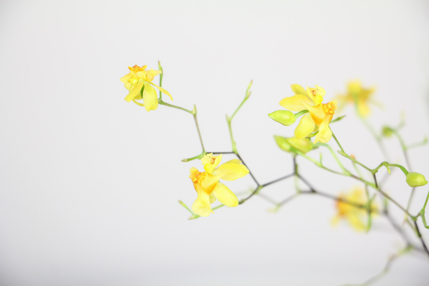 文心兰一年开几次花，花期过后怎么处理