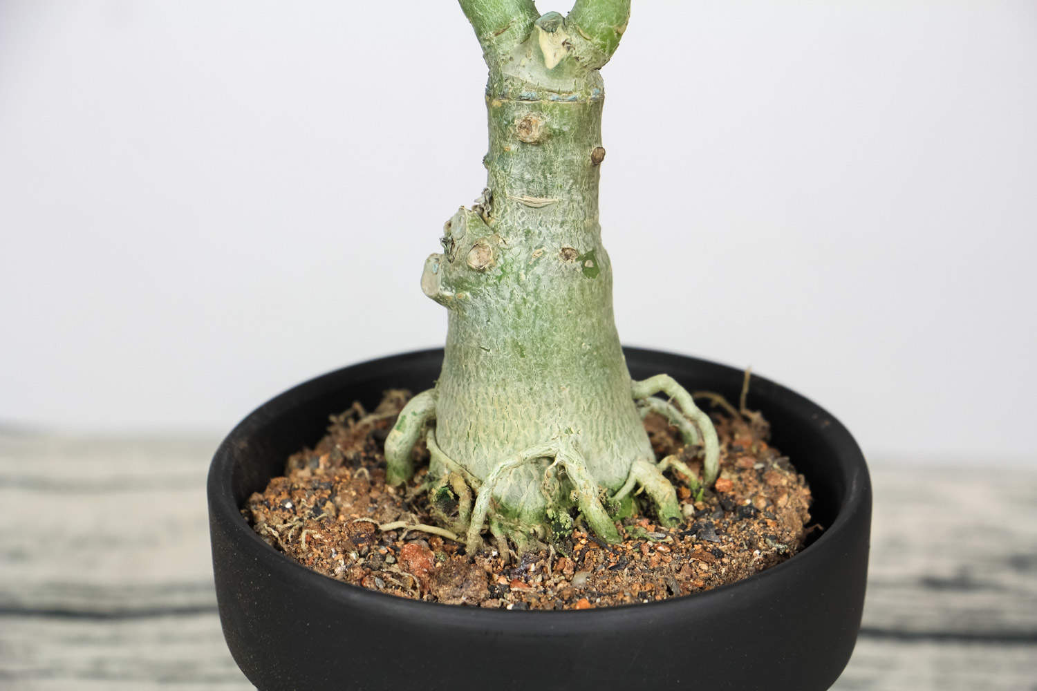 沙漠玫瑰 沙漠玫瑰