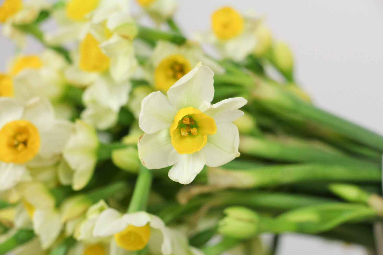 怎么样让水仙花叶子打卷