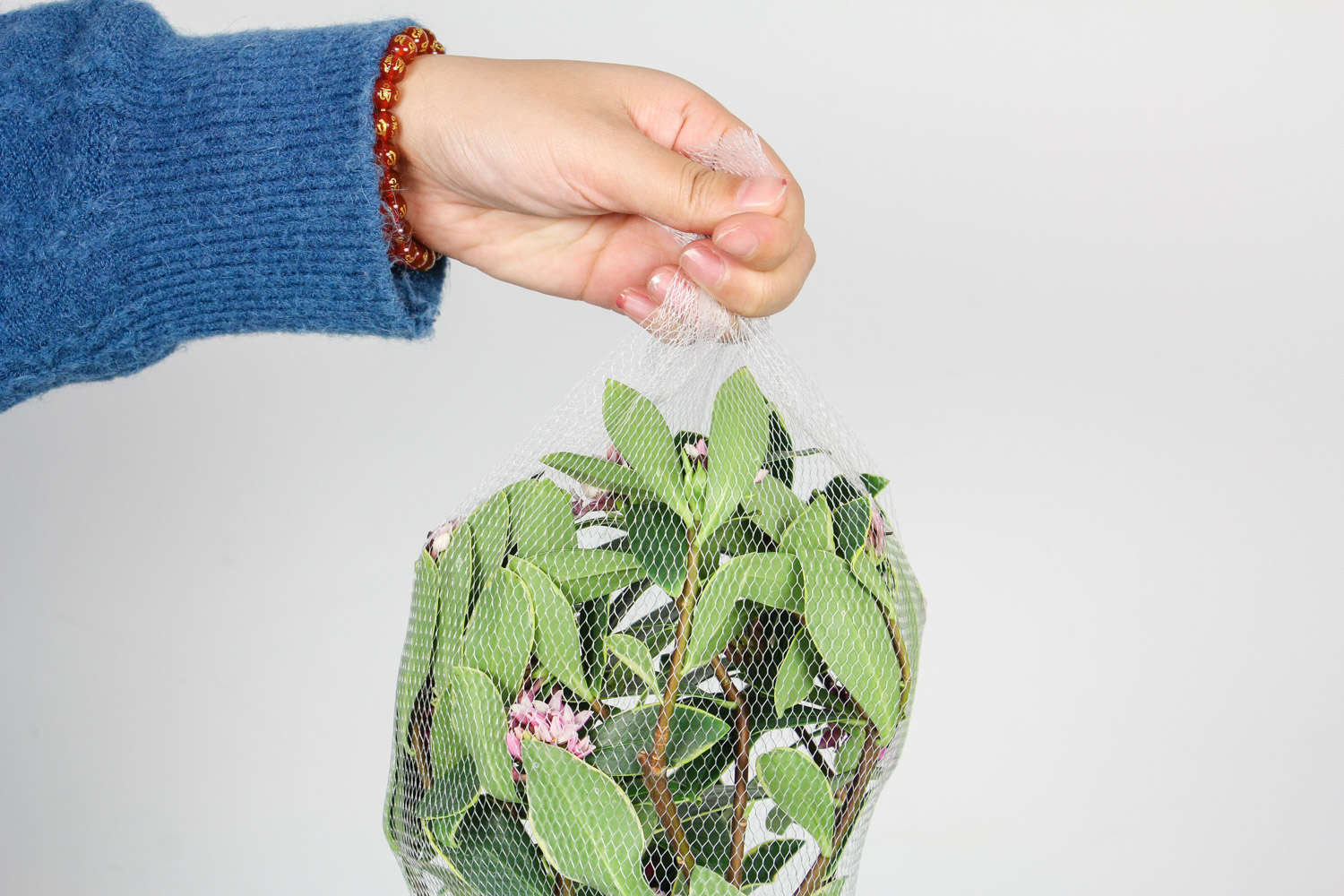 瑞香可以水插养殖吗