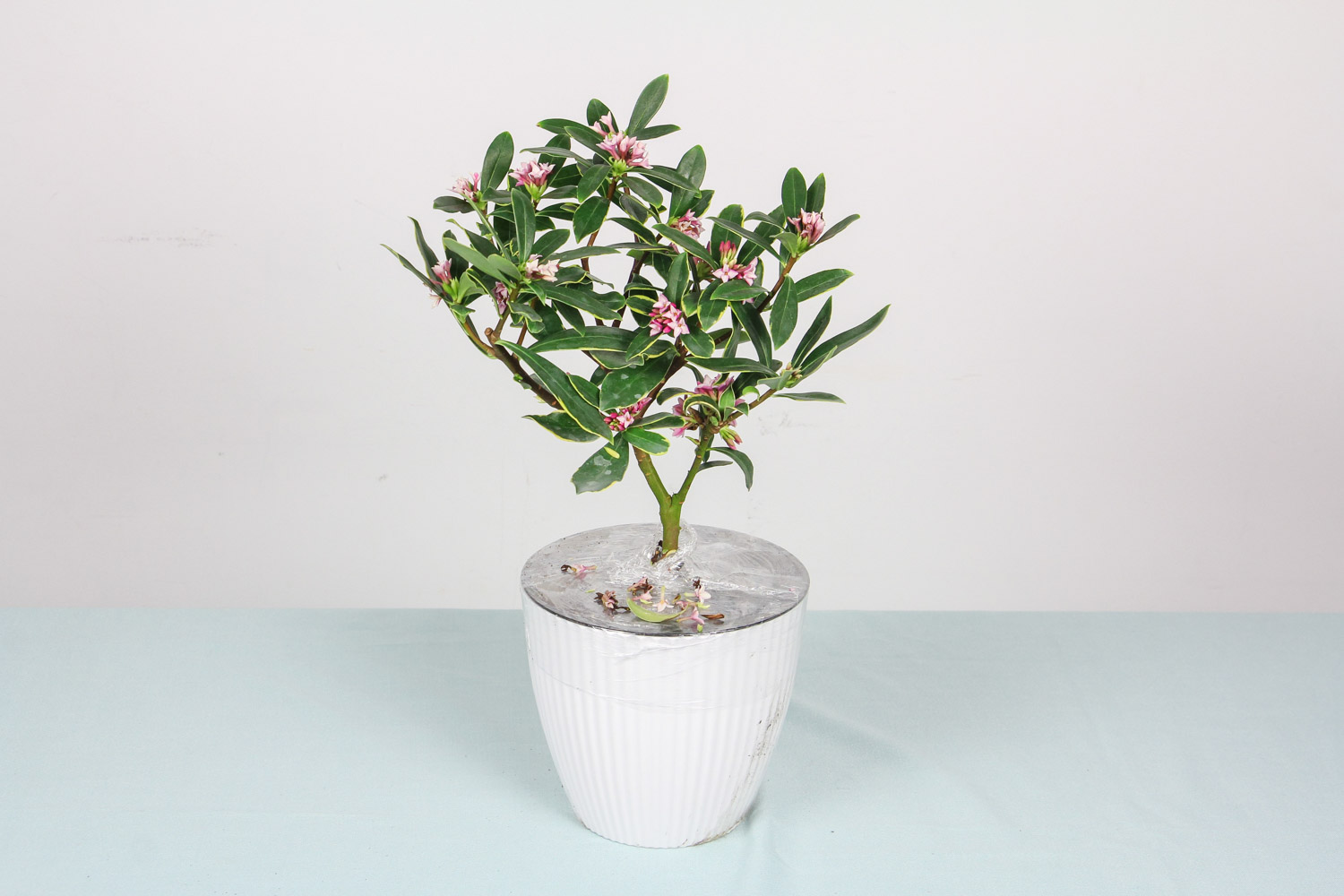 金边瑞香 金边瑞香