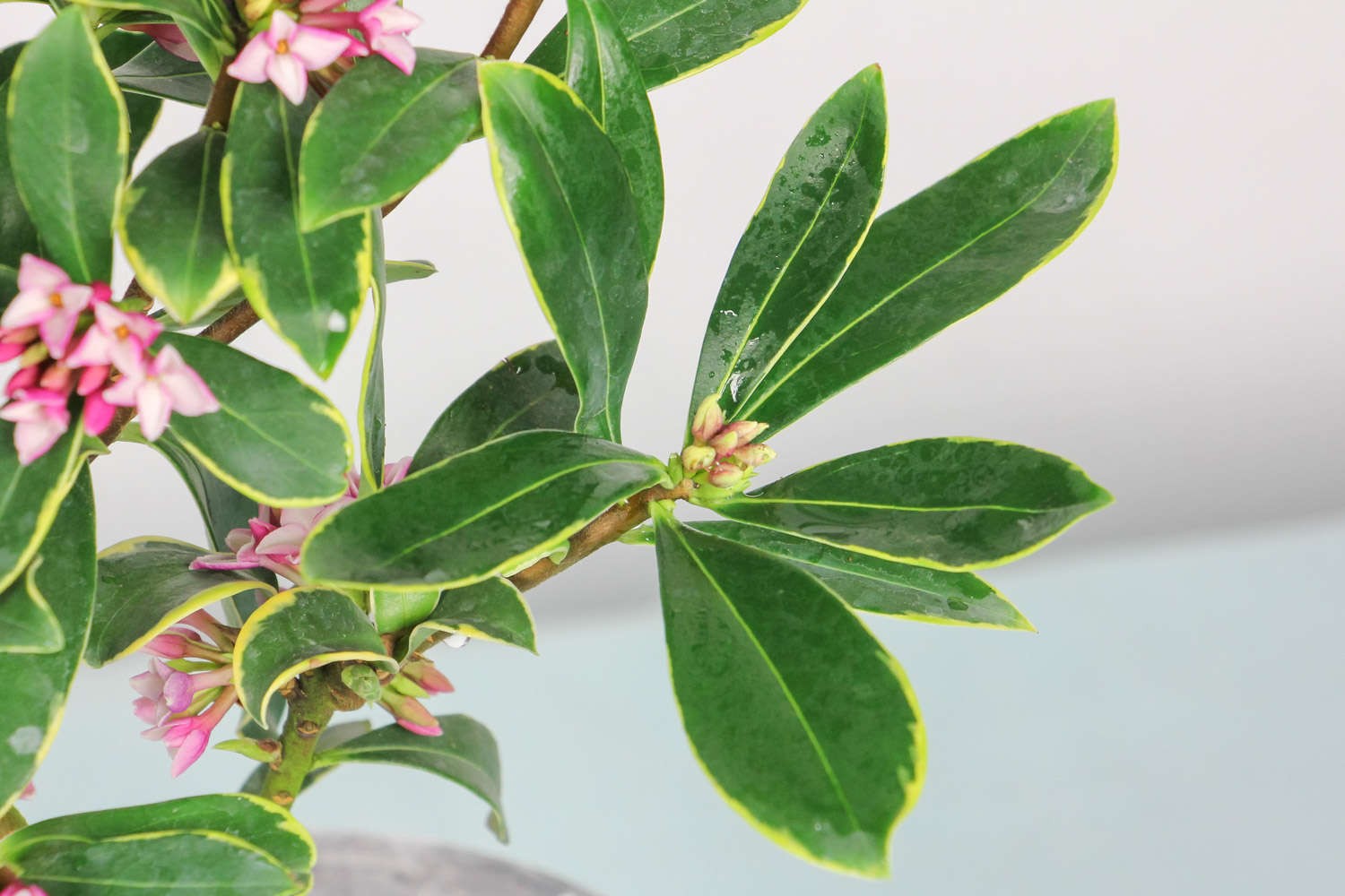 冬季盆栽瑞香花怎么养