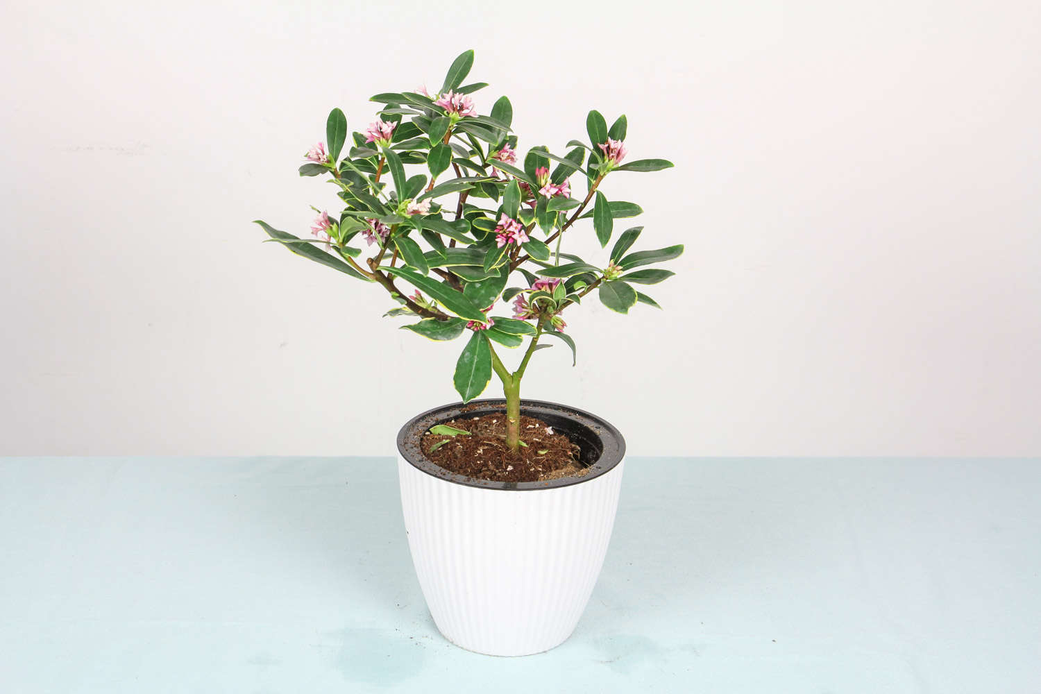 金边瑞香 金边瑞香