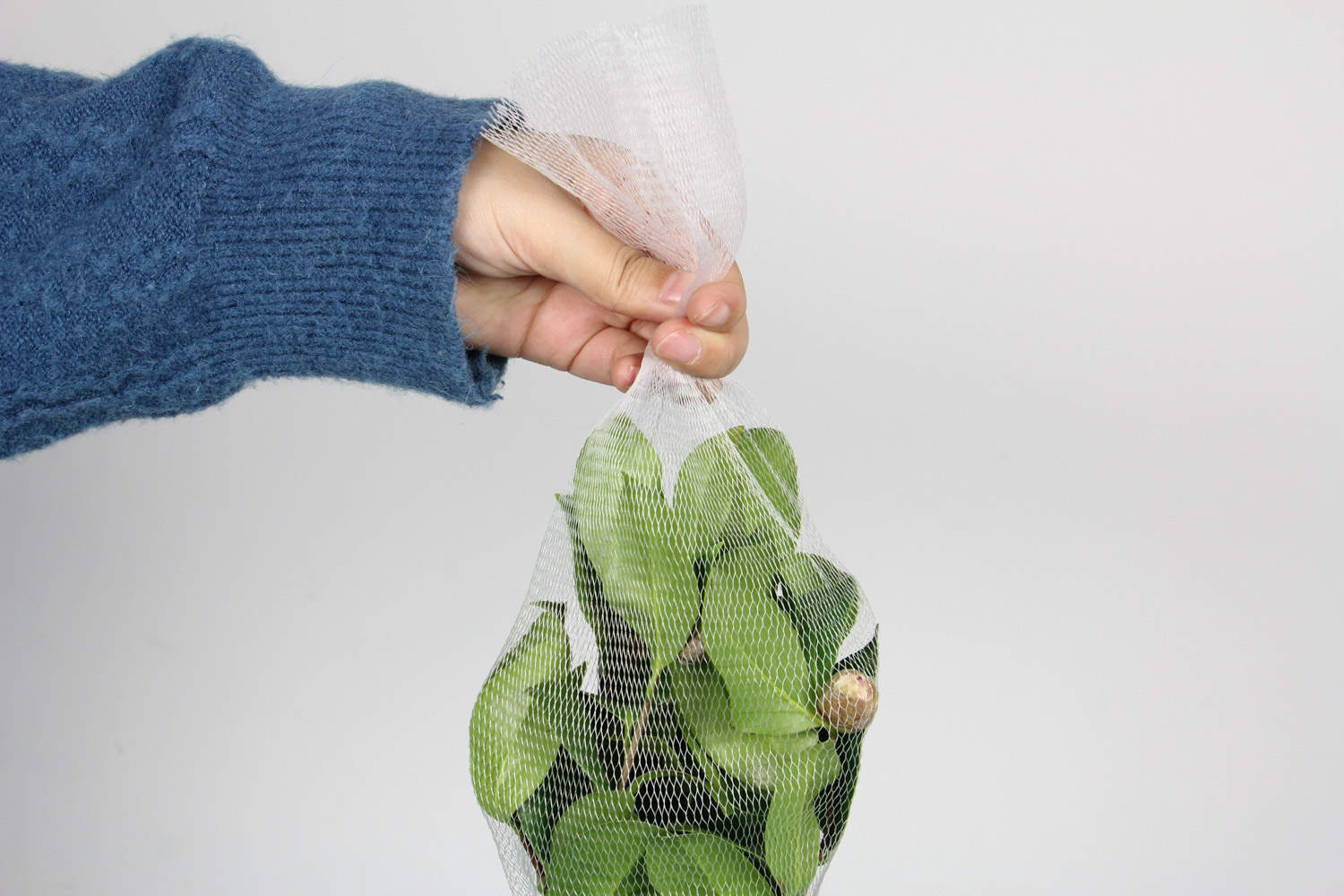 山茶花花期多长时间，怎么浇水施肥和管理