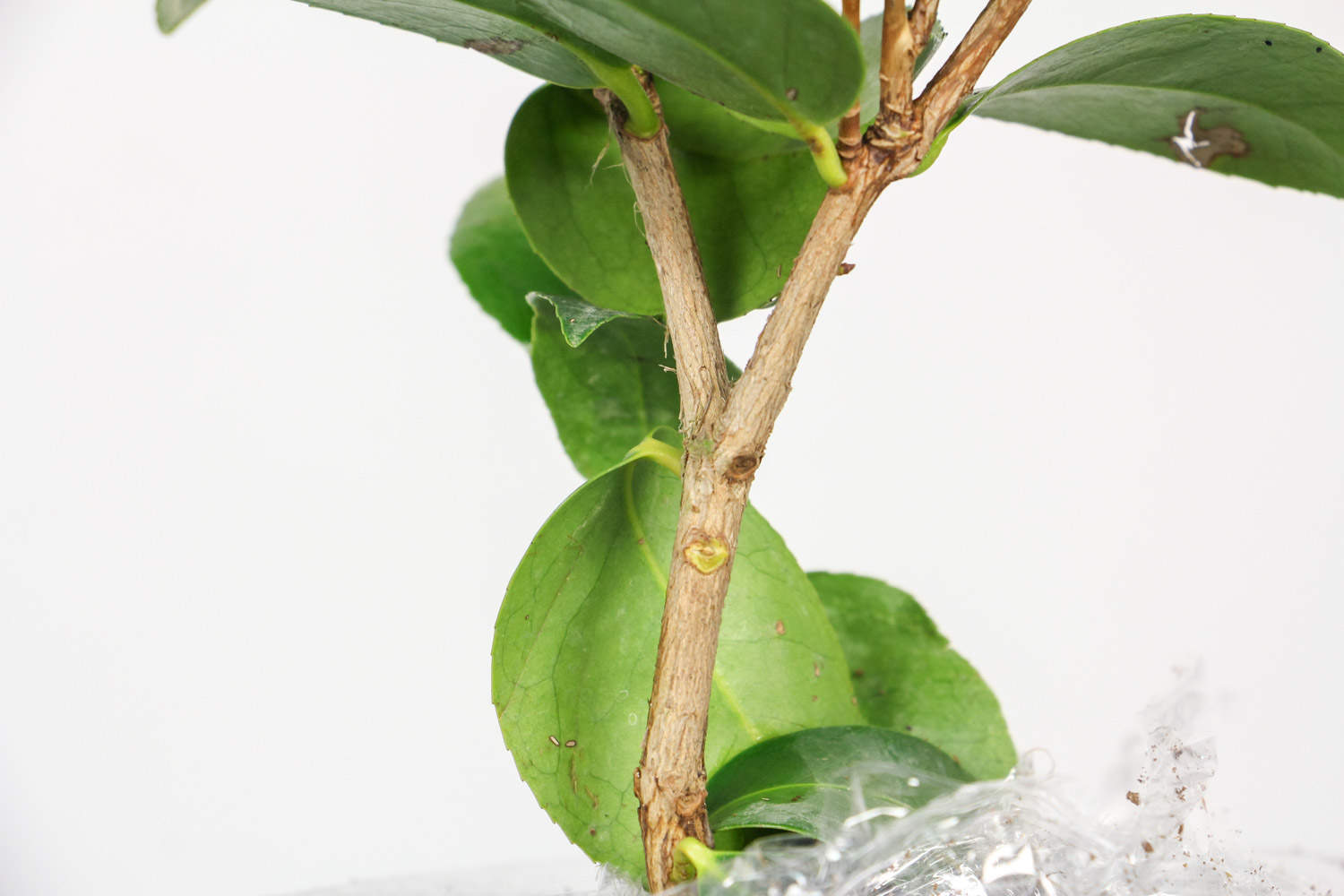 茶花什么时候开花