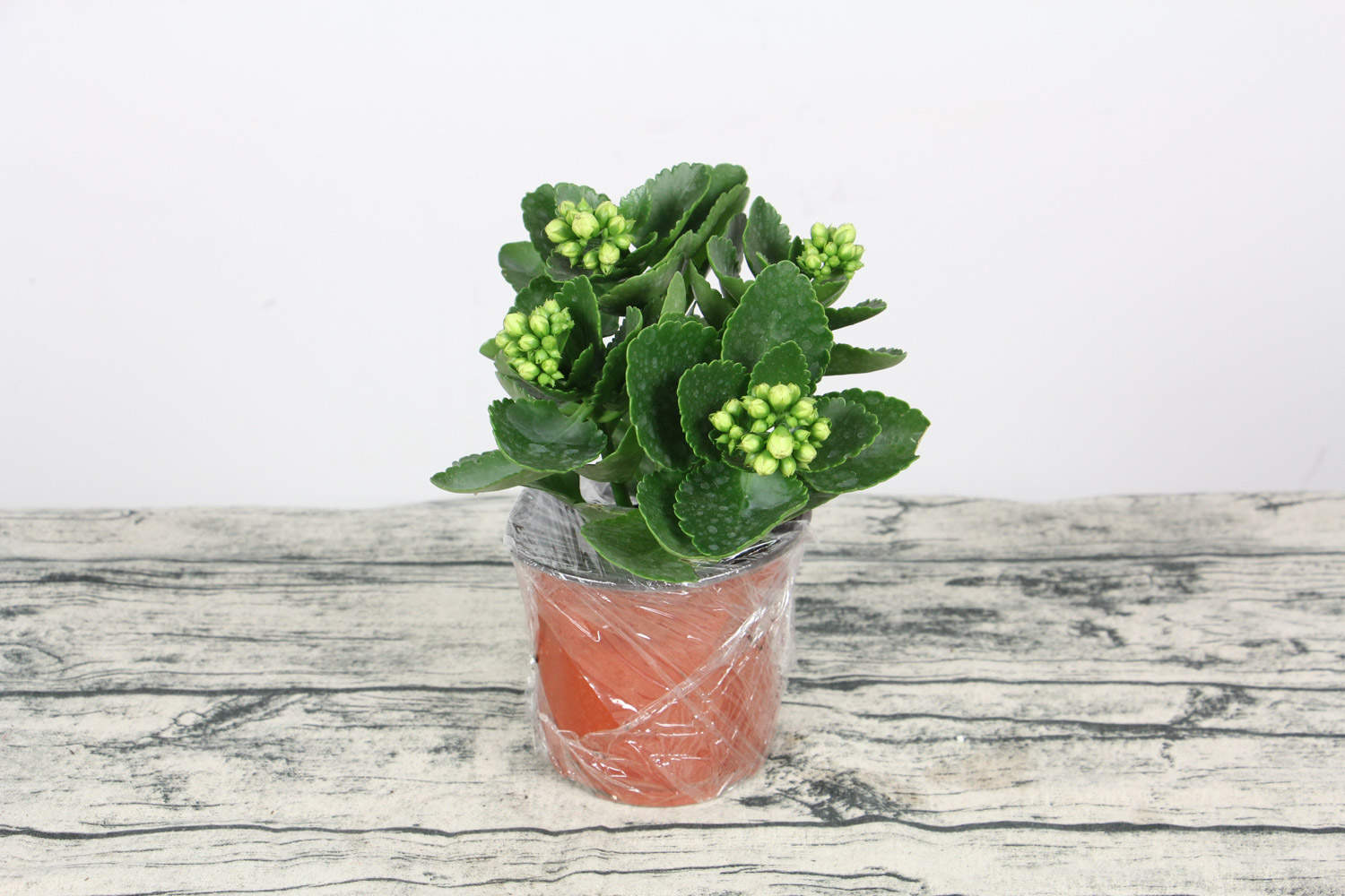 长寿花的养殖方法