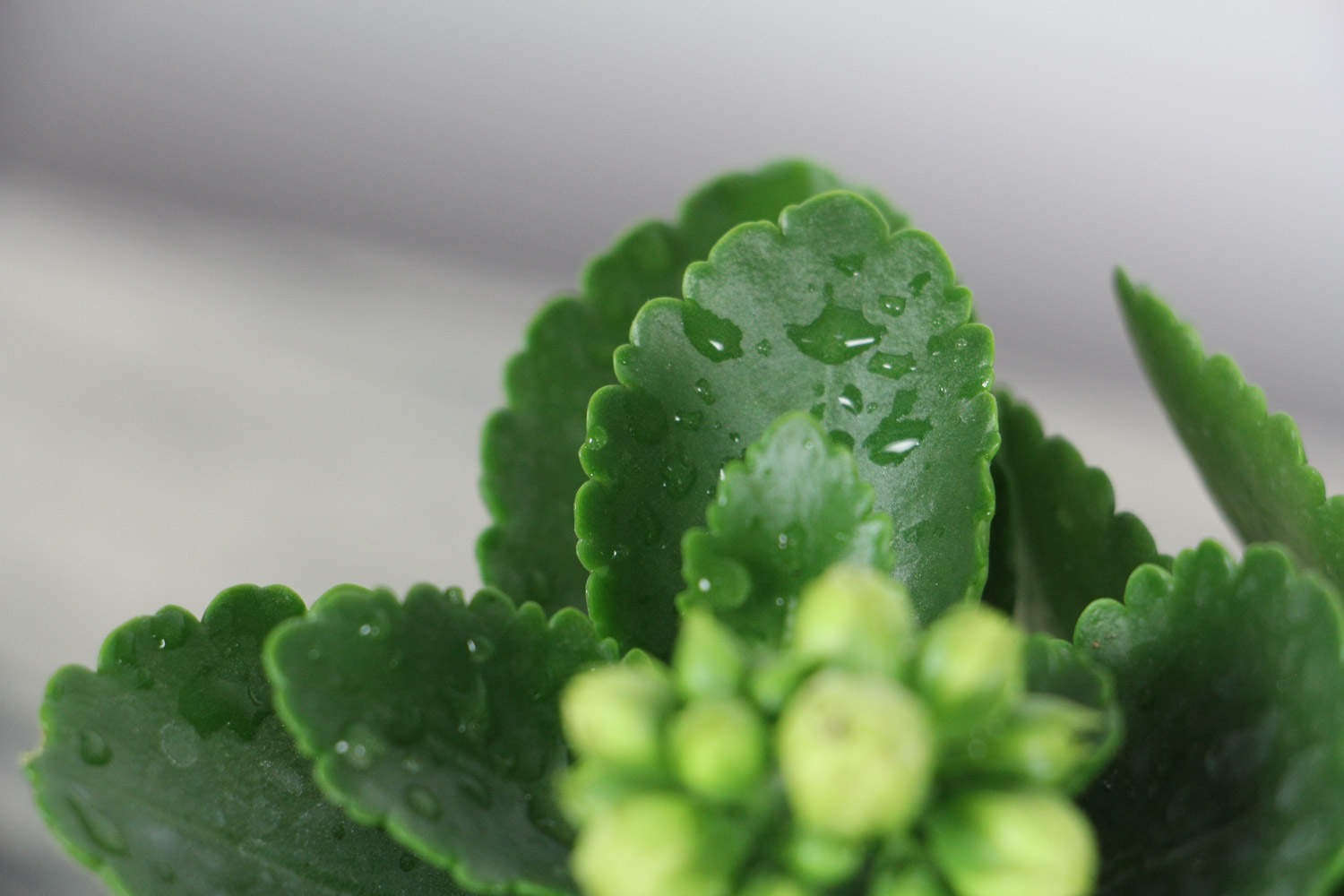 长寿花多久浇一次水