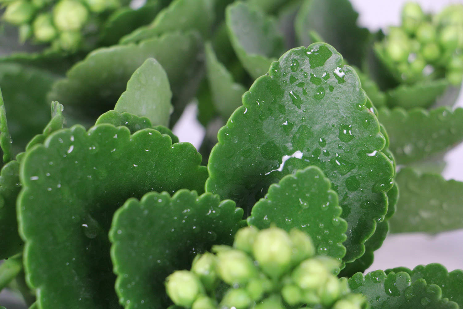 “长寿花”开花茂盛可不难，学会3个“不要”，深冬也能花满枝！