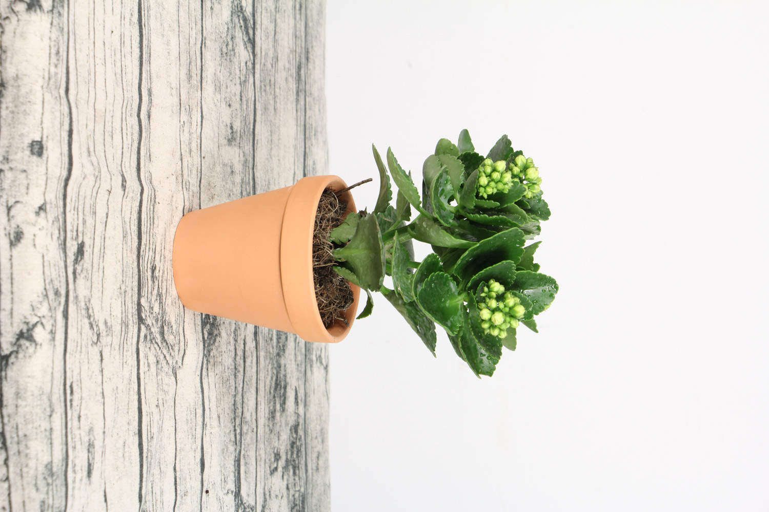 长寿花肥料如何自制