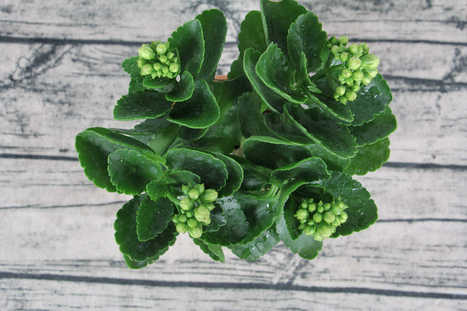 长寿花秋天怎么修剪