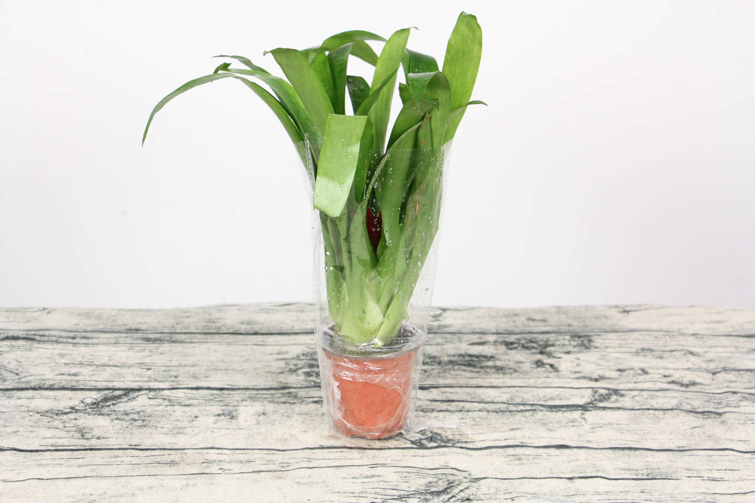 鸿运当头花期如何管理