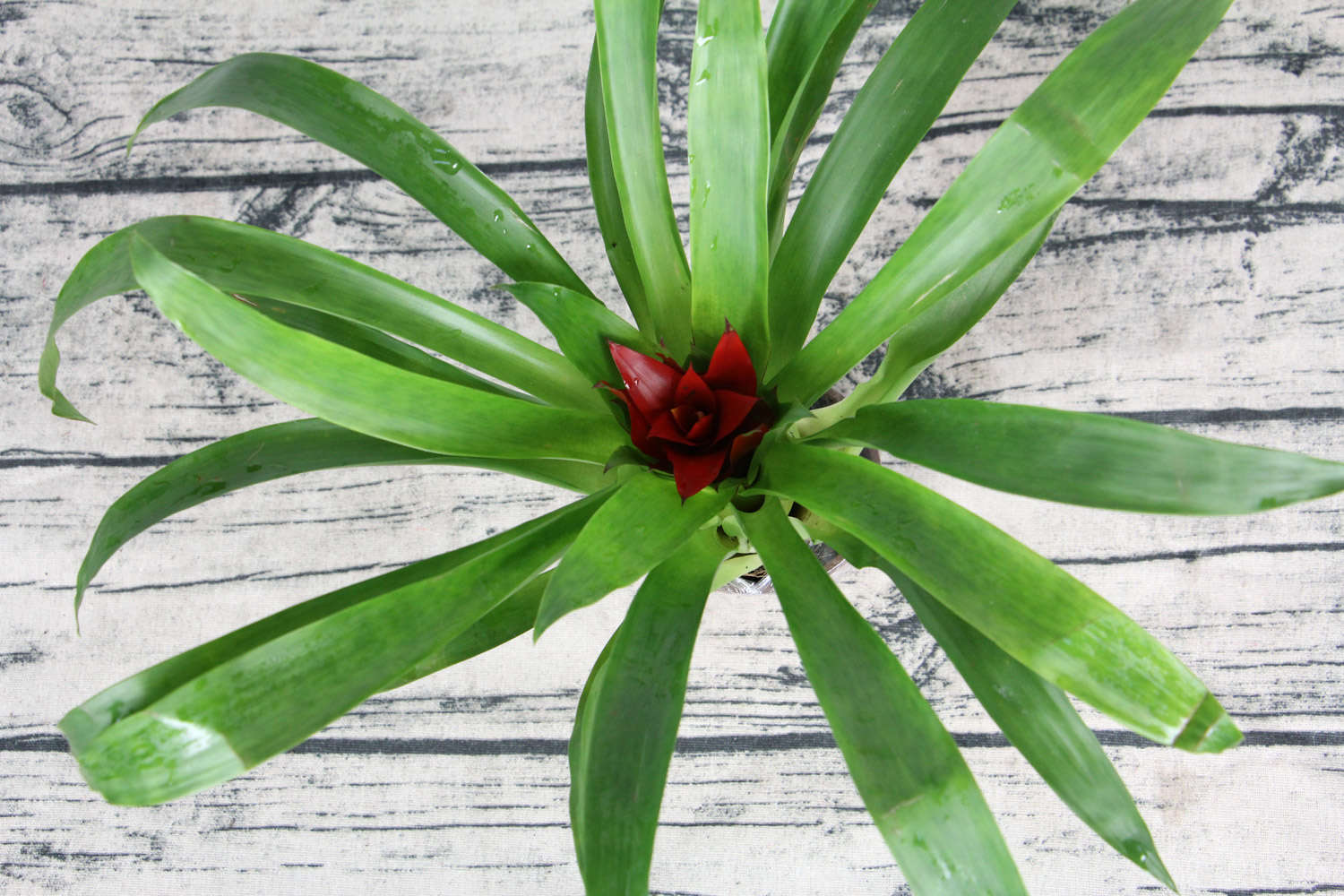 鸿运当头 鸿运当头