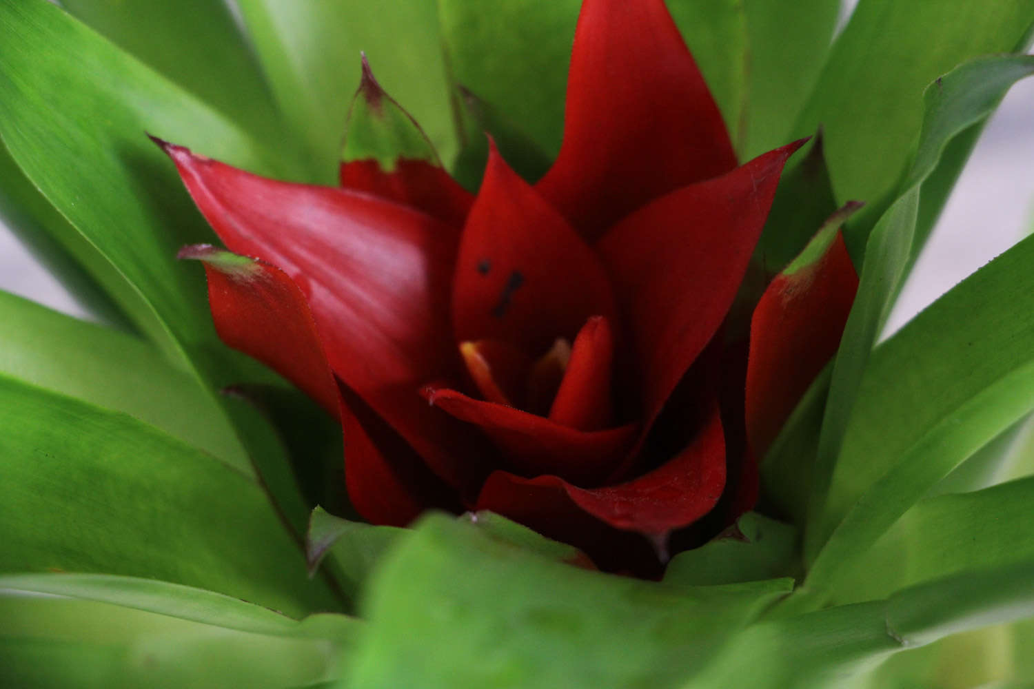 鸿运当头 鸿运当头