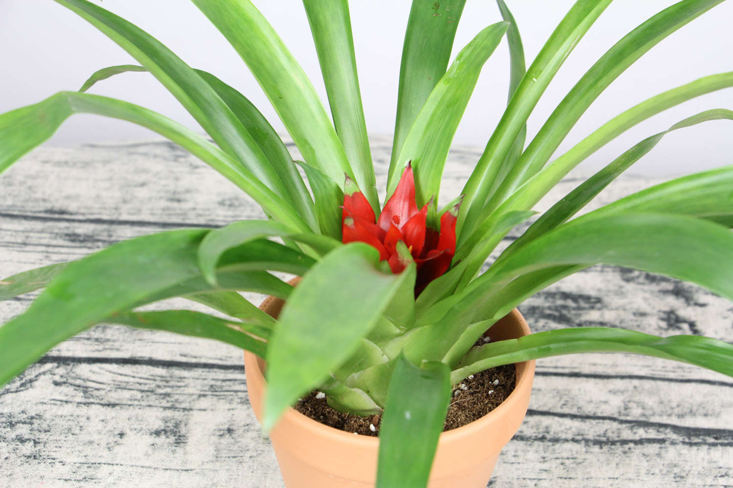 鸿运当头 鸿运当头