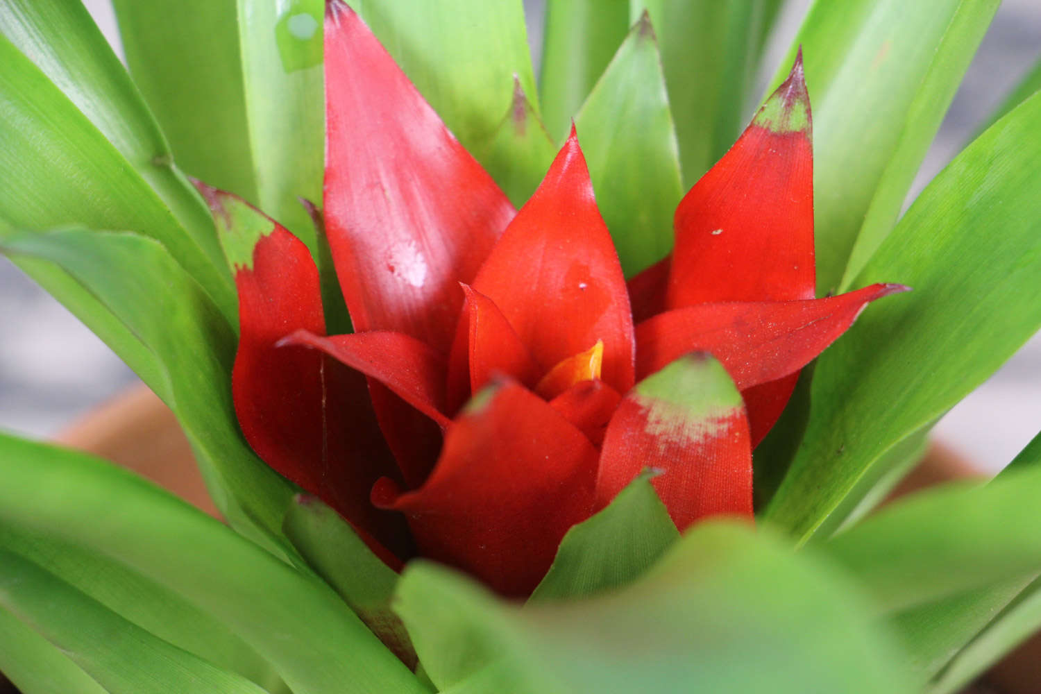 鸿运当头 鸿运当头