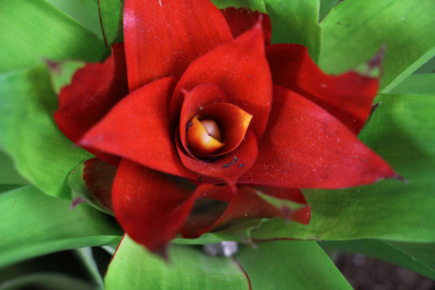 鸿运当头 鸿运当头