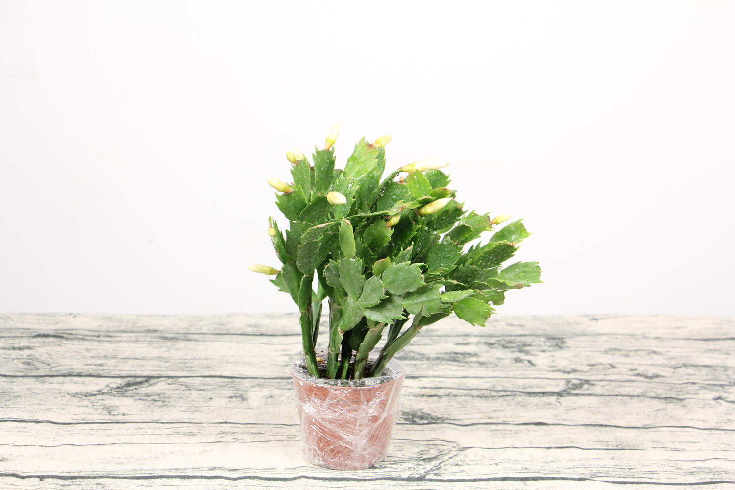 蟹爪兰好养吗，蟹爪兰图片