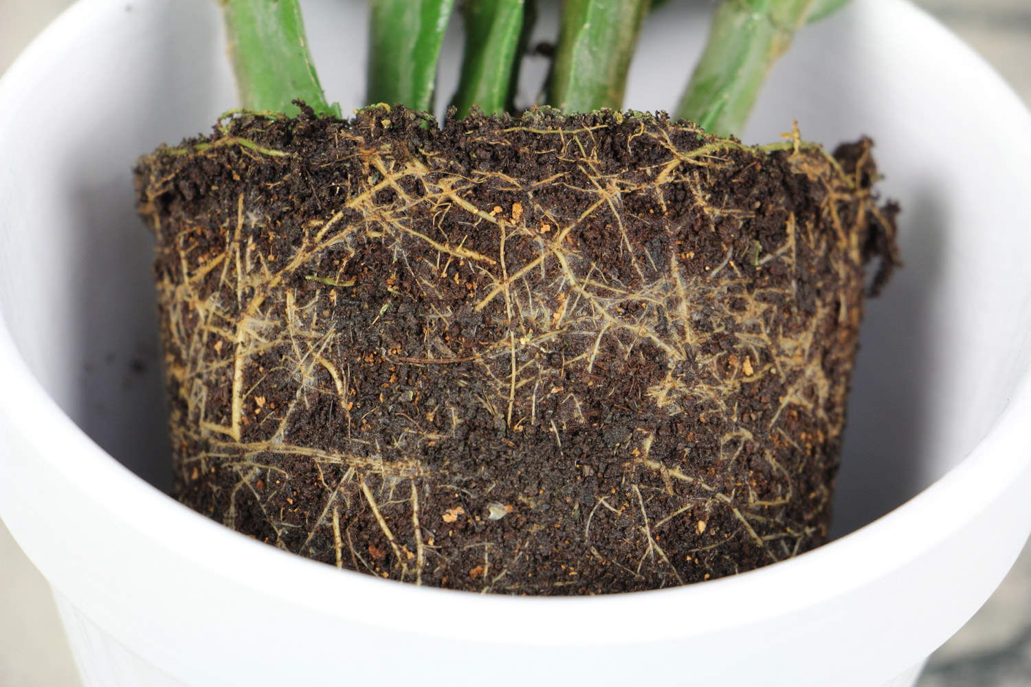 冬天在“蟹爪兰”盆里埋上它，侧边嫩芽冒，花骨朵挂枝头！