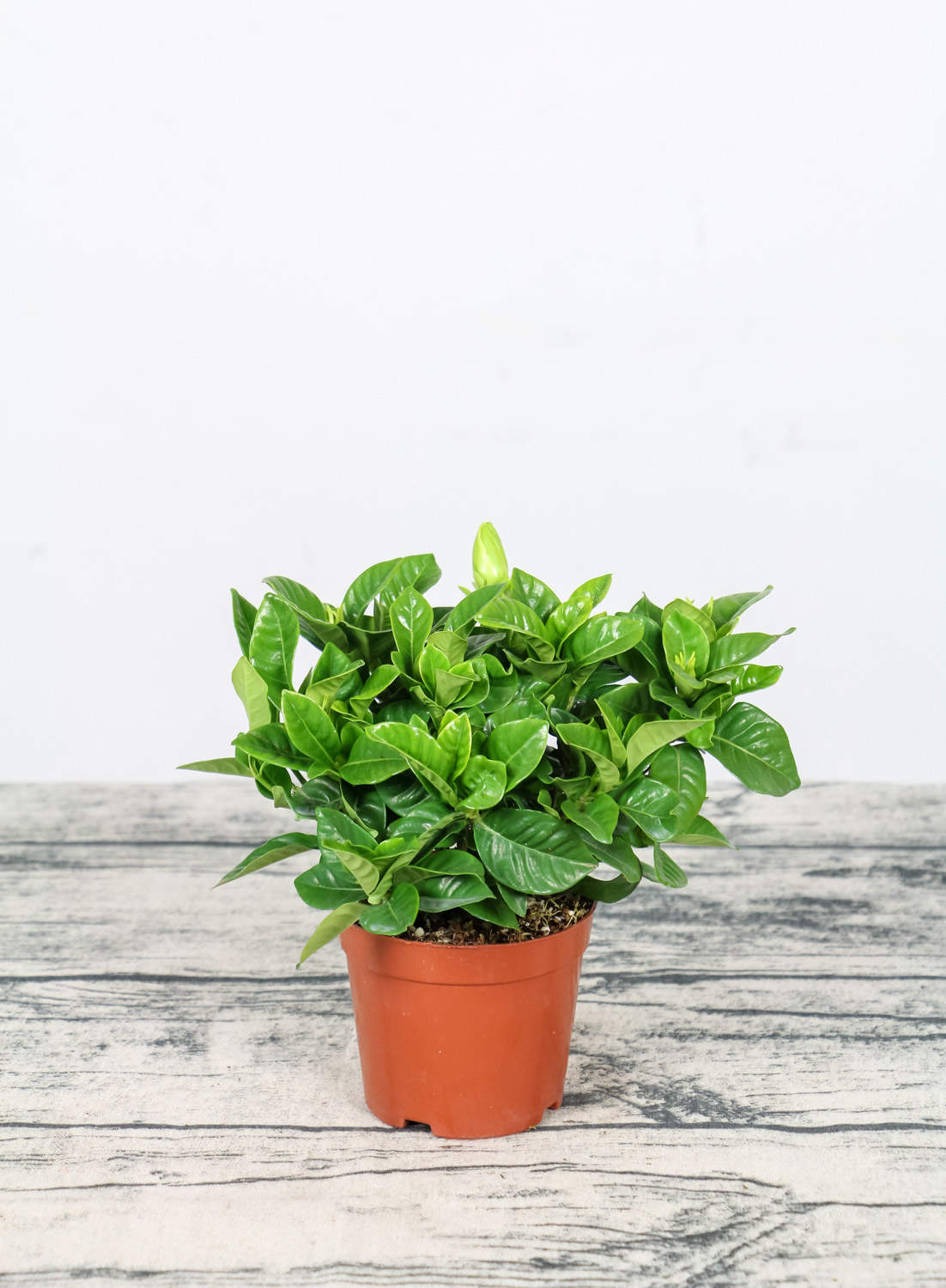 栀子花的室内养殖方法和注意事项