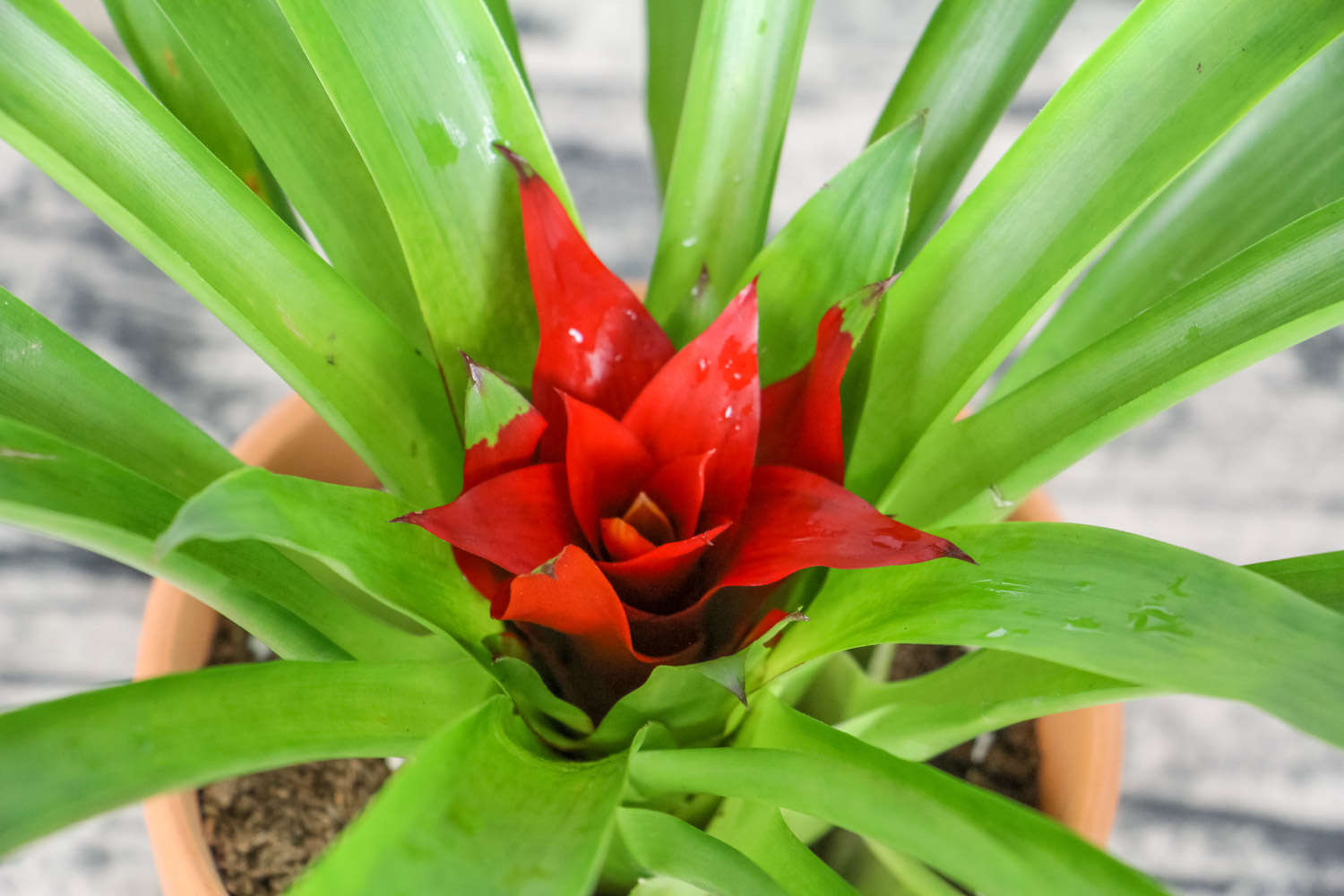 鸿运当头 鸿运当头