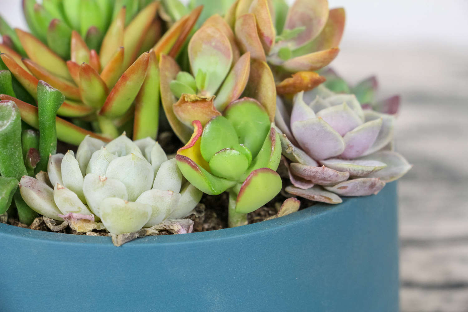 红陶盆养多肉怎么养肥