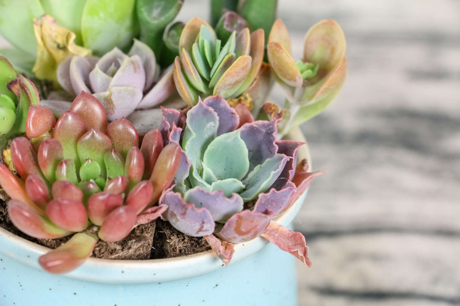 再不看，你的多肉就全死了！