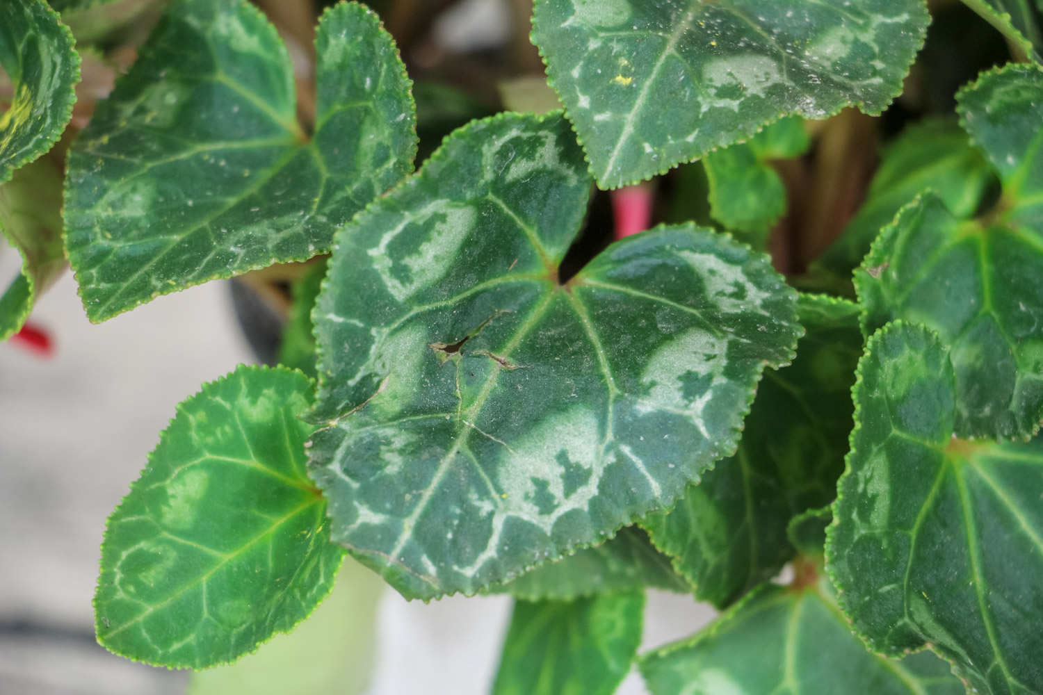 仙客来花期多久，开花期怎么养