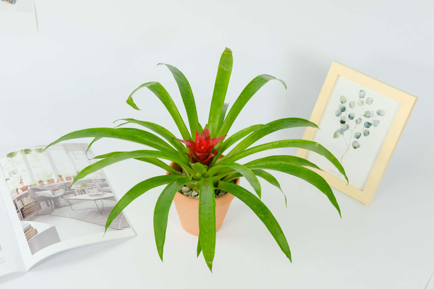 鸿运当头怎么移植