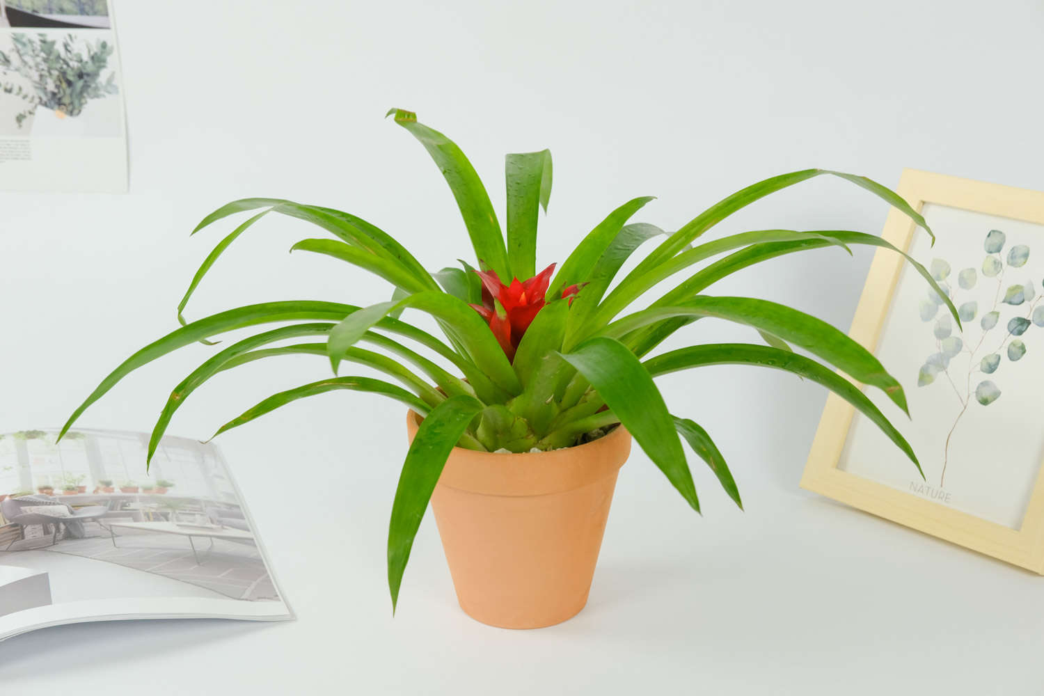 鸿运当头常见品种