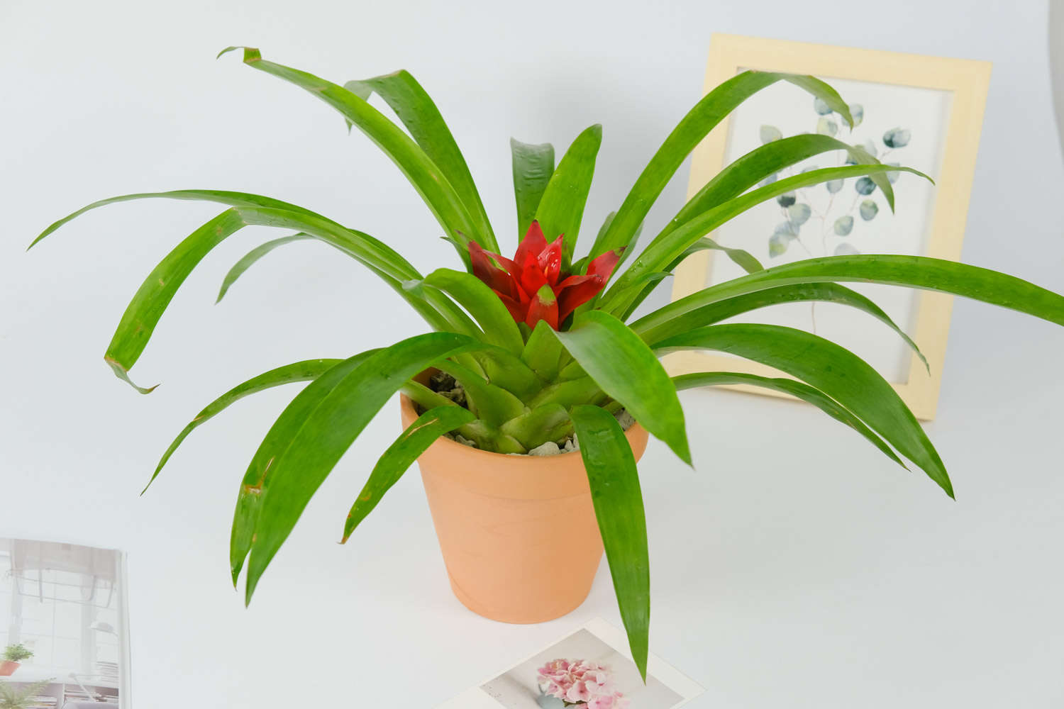 鸿运当头 鸿运当头