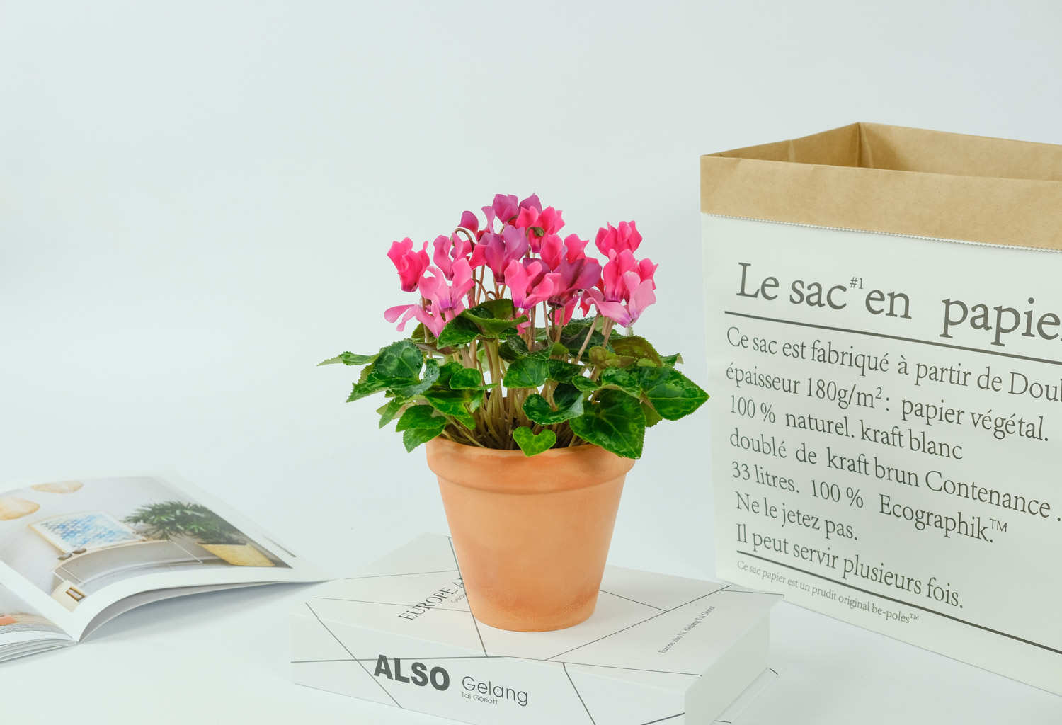 仙客来浇水的正确方法，浇水多了怎么办